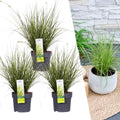 Carex brunnea variegata (zegge) – 3 planten, Ø14 cm, 25 cm hoog