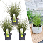 Carex brunnea variegata (zegge) – 3 planten, Ø14 cm, 25 cm hoog