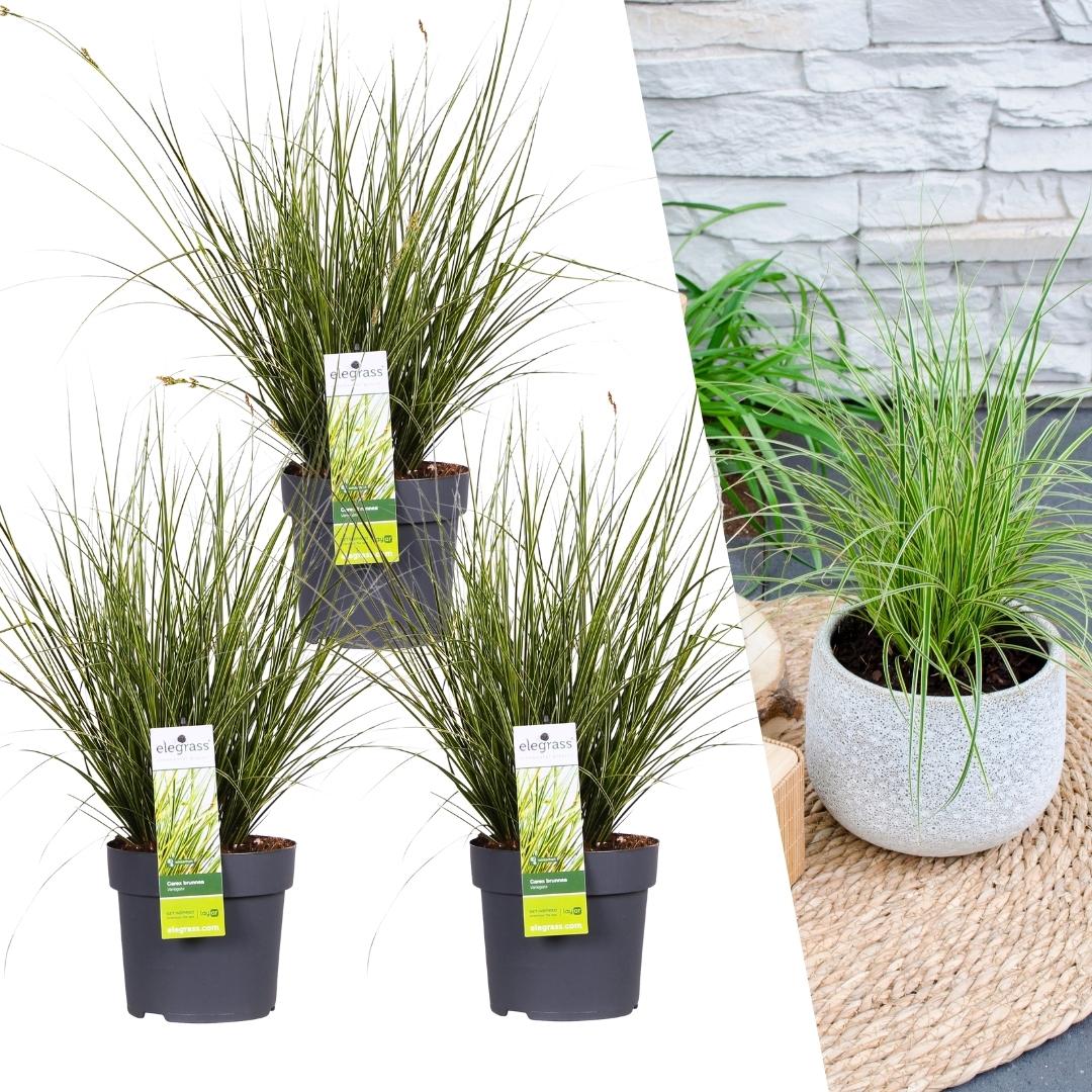 Carex brunnea variegata (Segge) – 3 Pflanzen, Ø14 cm, 25 cm hoch