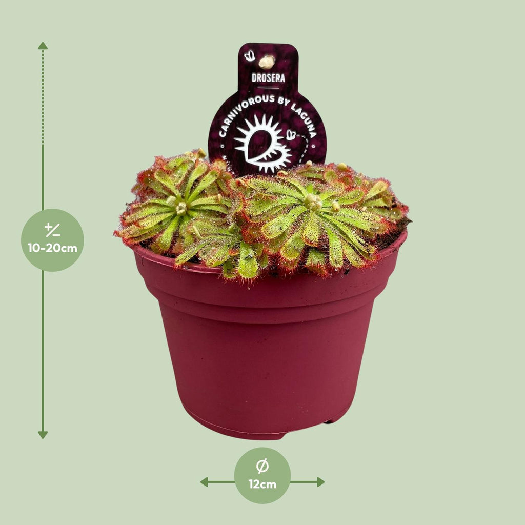 Drosera Aliciae (droséra) – Ø12 cm, 12 cm de haut