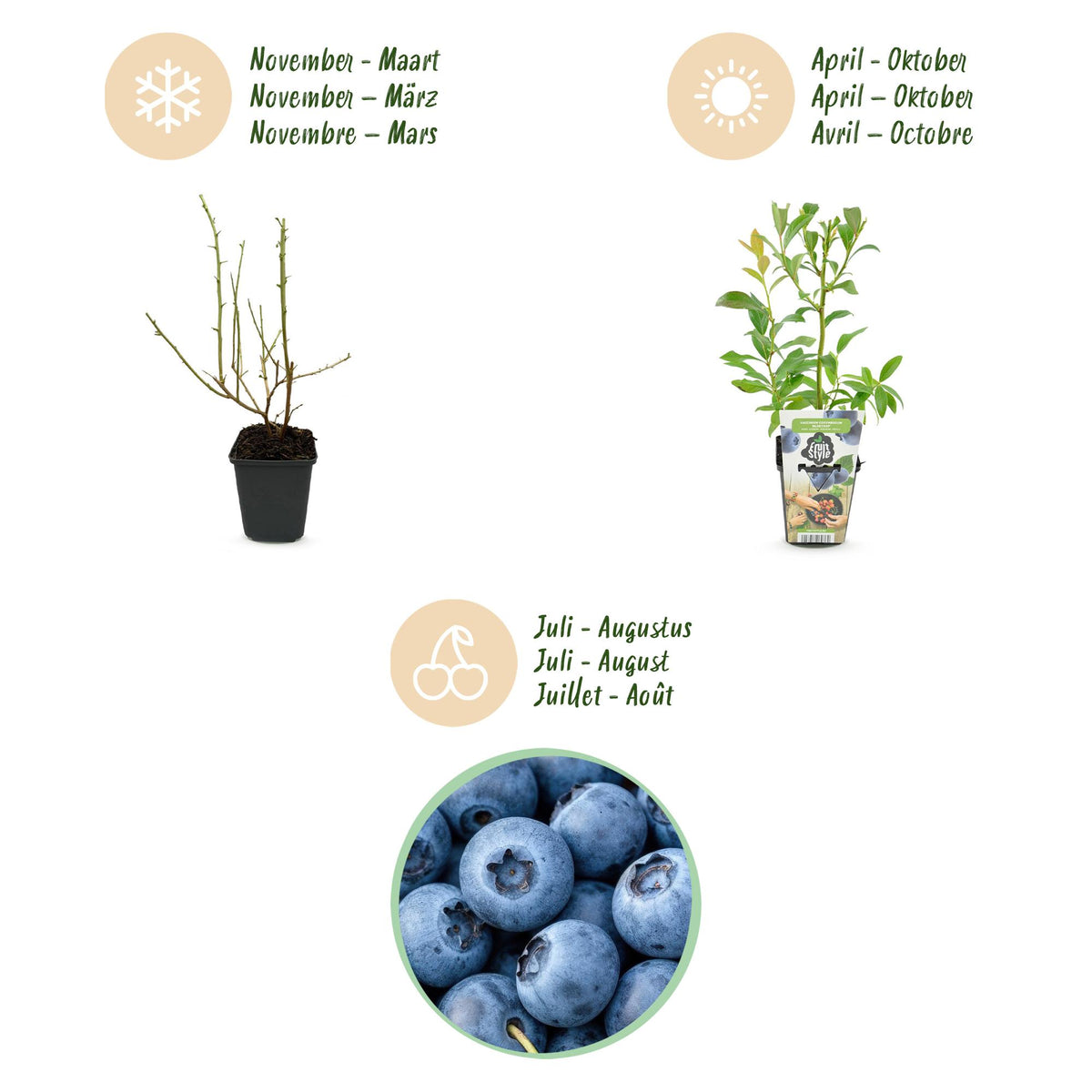 Vaccinium corymbossum 'Bluegold' (blauwe bes) – 3 planten, Ø9 cm, 35 cm hoog – foto 9