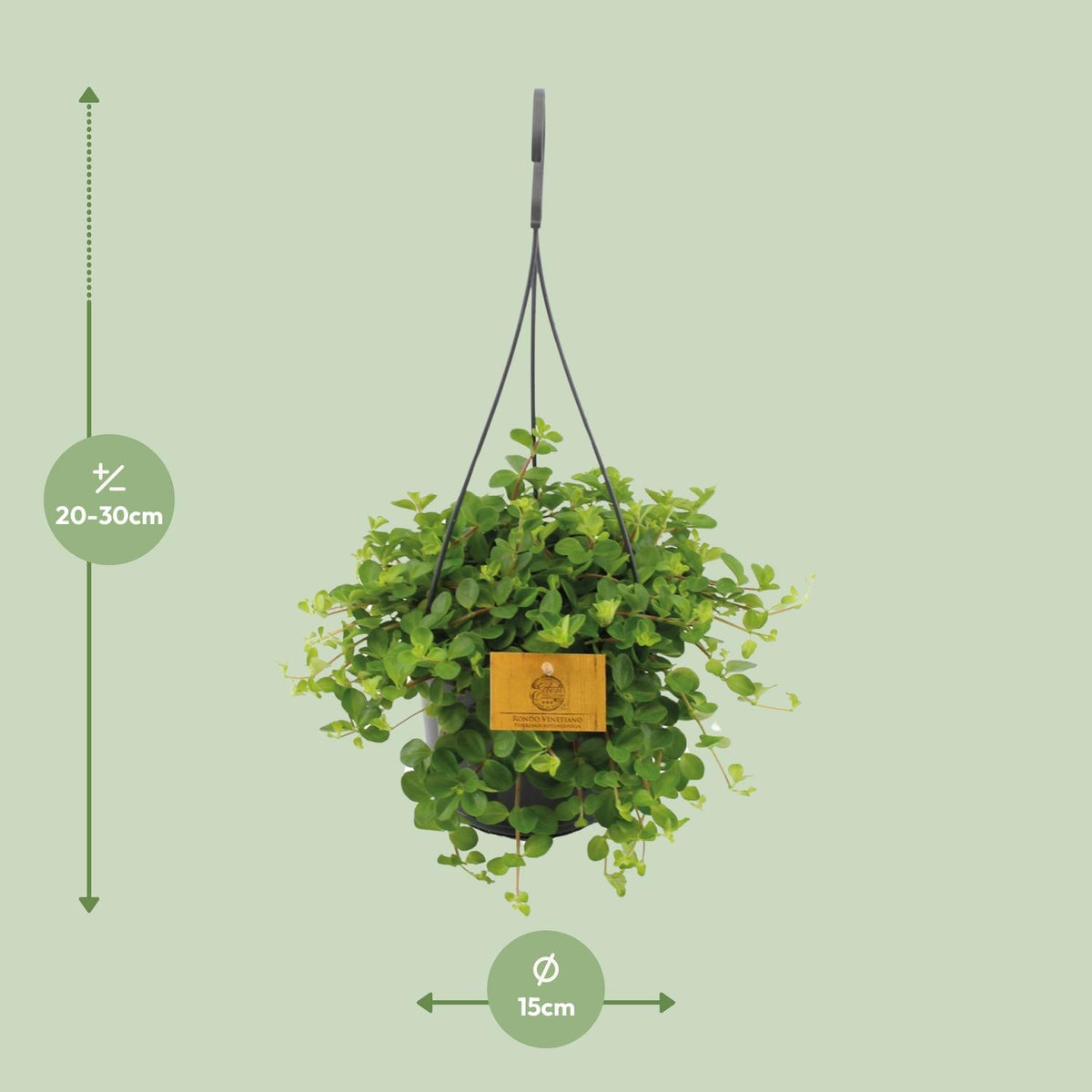 Peperomia Rotundifolia – Ø15 cm, 25 cm hoog