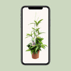 Dracaena Surculosa (drakenboom) – Ø17 cm, 55 cm hoog