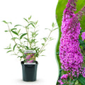 Buddleja davidii 'Pink Delight' (vlinderstruik) – roze – Ø17 cm, 45 cm hoog
