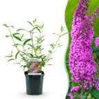 Buddleja davidii 'Pink Delight' (vlinderstruik) – roze – Ø17 cm, 45 cm hoog
