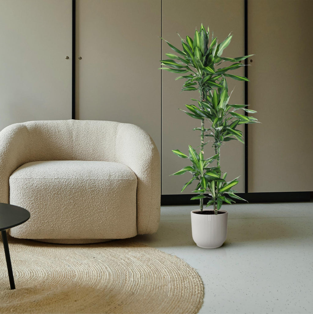 Dracaena Cintho (Drachenbaum) – Ø 27 cm, 150 cm hoch
