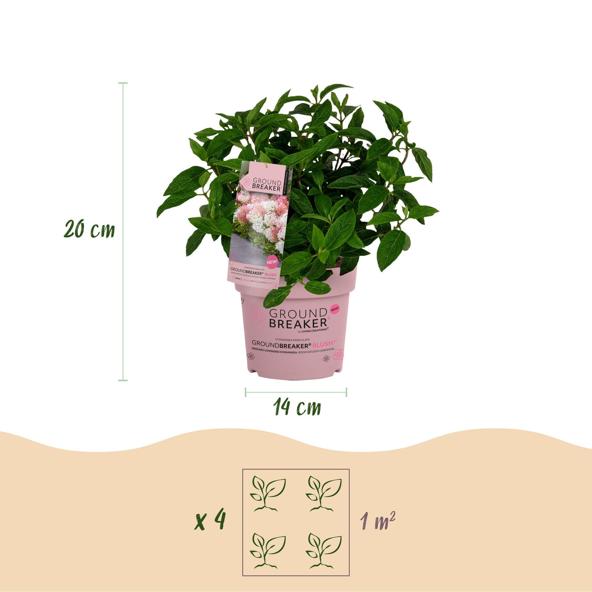 Hydrangea panniculata 'Groundbreaker Blush' (ruby) – 3 planten, Ø14 cm, 20–25 cm hoog