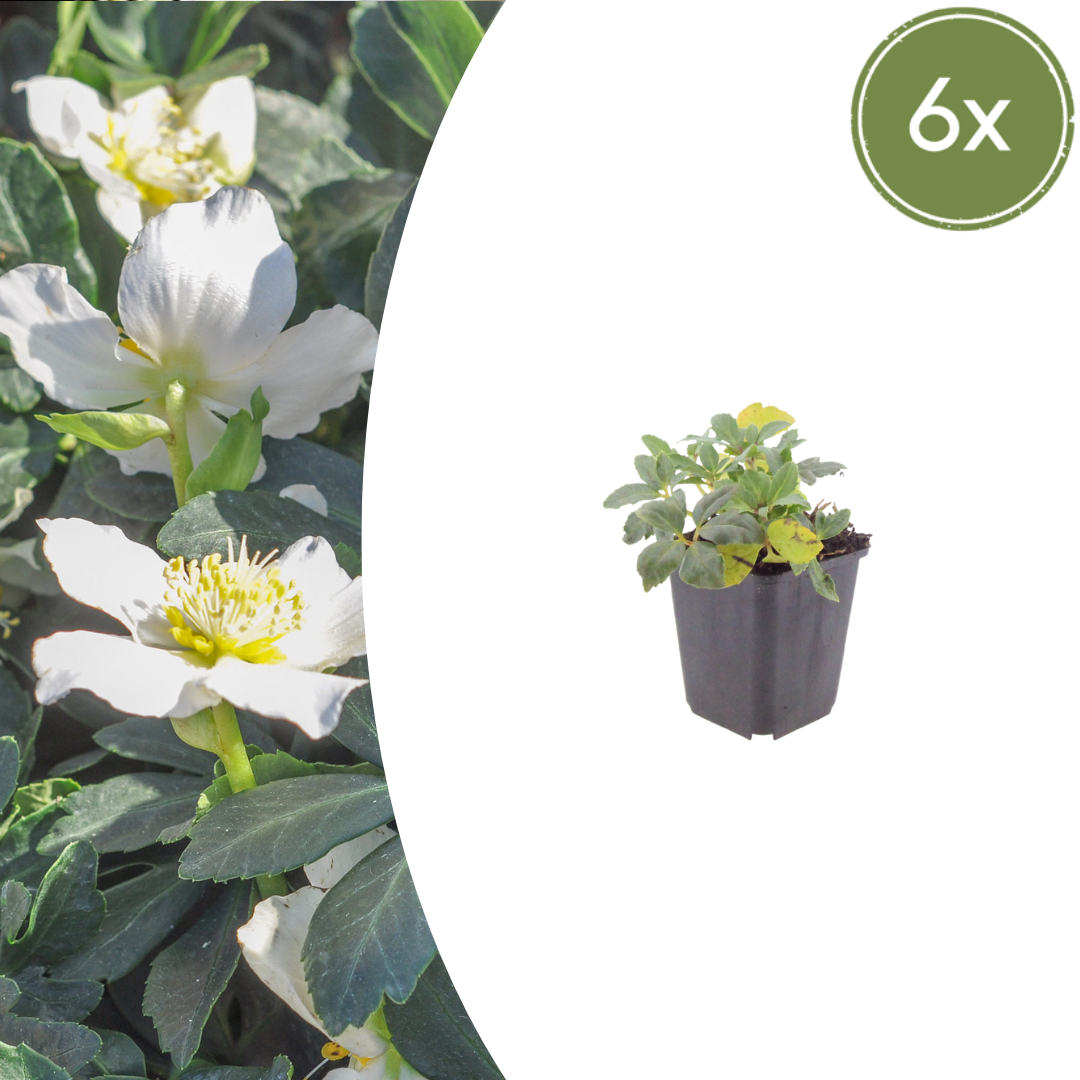 Helleborus niger (Schwarze Weihnachtsrose) – 6 Pflanzen, Ø 9 cm, 10–25 cm hoch