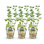 Ribes uva-crispa 'Hinnonmaki Grun' (gooseberry) – 3 plants, Ø9 cm, 35 cm high