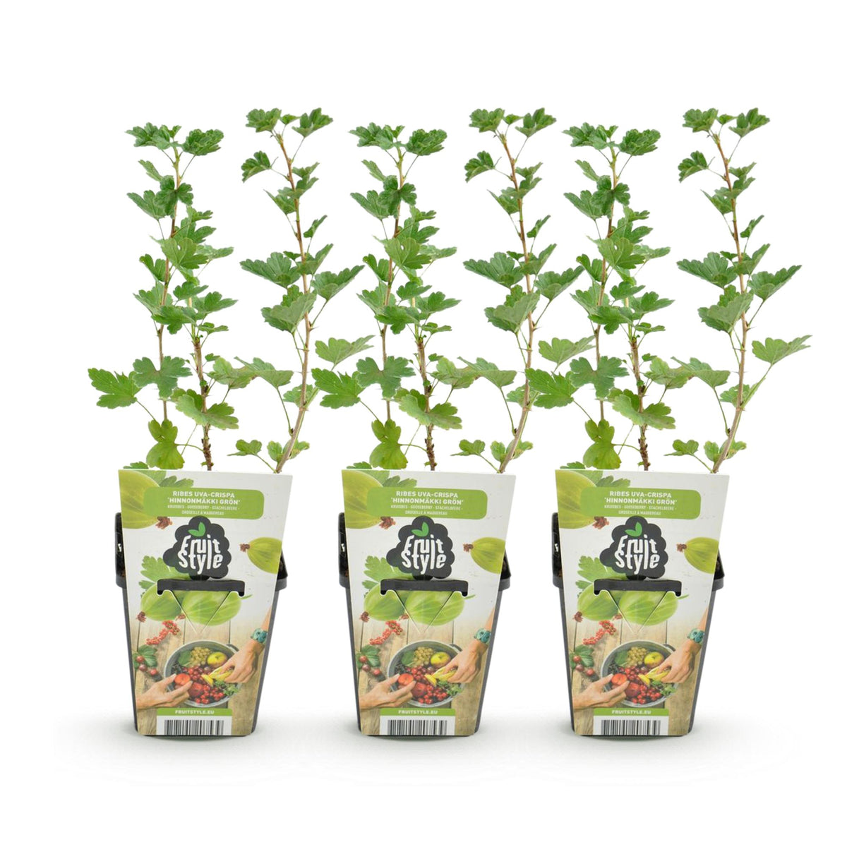 Ribes uva-crispa 'Hinnonmaki Grun' (kruisbes) – 3 planten, Ø9 cm, 35 cm hoog