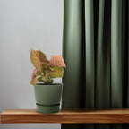 Syngonium Neon – Ø12 cm, 25 cm hoog