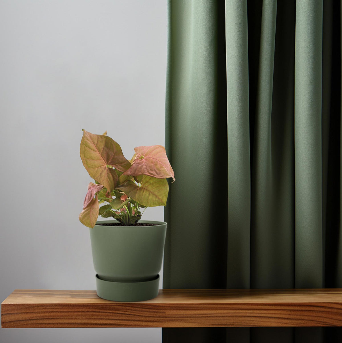 Syngonium Neon – Ø12 cm, 25 cm hoog