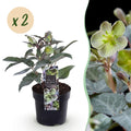 Helleborus sternii 'Silver Dollar' (Sternhalmi) – 2 Pflanzen, Ø 14 cm, 35 cm hoch