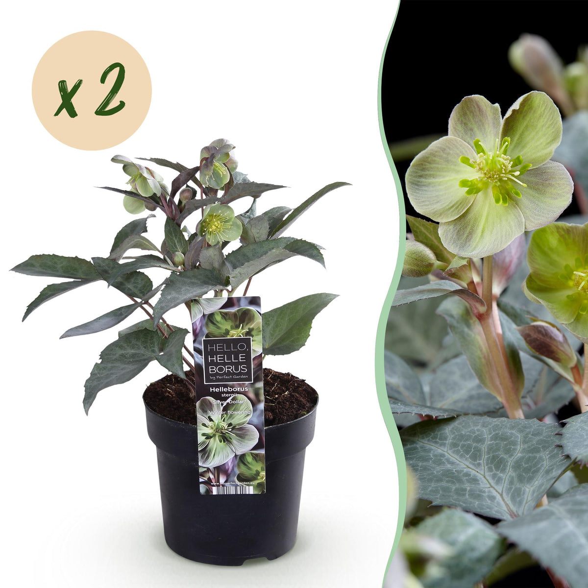 Helleborus sternii 'Silver Dollar' (Sternhalmi) – 2 Pflanzen, Ø 14 cm, 35 cm hoch