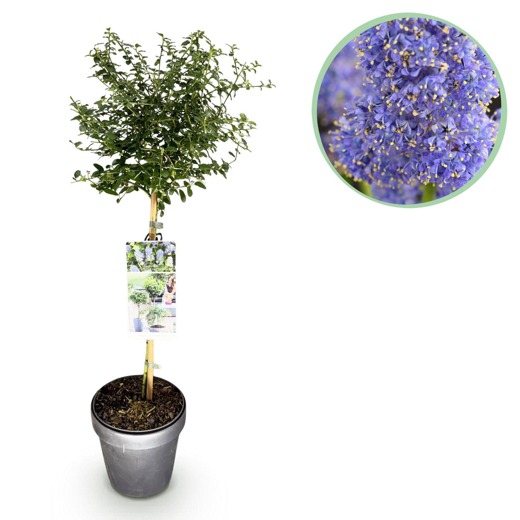 Ceanothus thyrsiflorus repens (Amerikaanse sering) op stam – Ø19 cm, 90 cm hoog