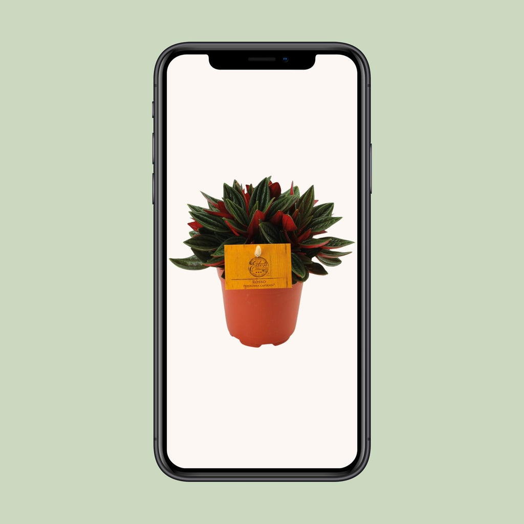 Peperomia Caperata Rosso – Ø11 cm, 15 cm hoog