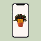 Peperomia Caperata Rosso – Ø11 cm, 15 cm hoog