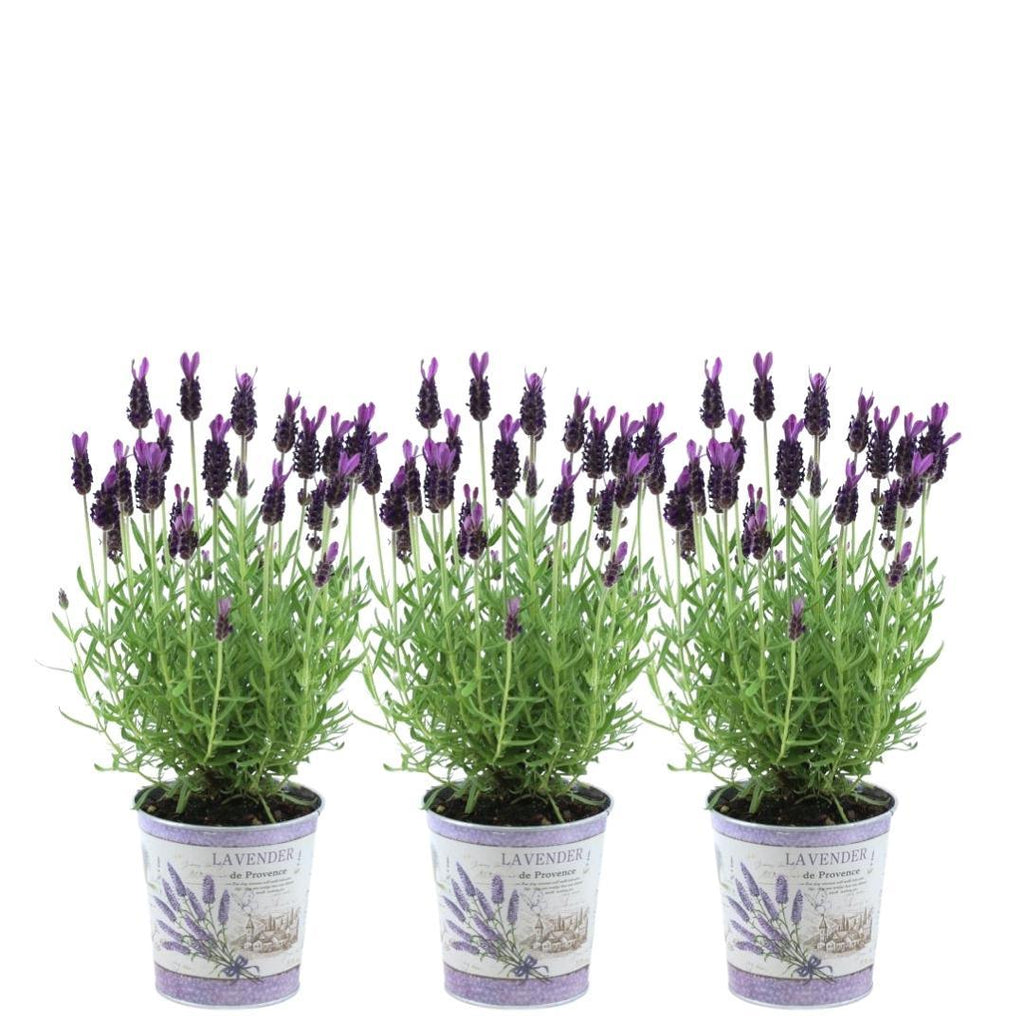 Lavandula stoechas 'Anouk' (lavender) in lavender-print decorative pot – 3 plants, Ø13 cm, 250 cm high