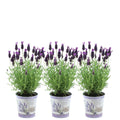 Lavandula stoechas 'Anouk' (lavender) in lavender-print decorative pot – 3 plants, Ø13 cm, 250 cm high