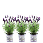 Lavandula stoechas 'Anouk' (lavender) in lavender-print decorative pot – 3 plants, Ø13 cm, 250 cm high