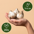 Kogellook (Allium sphaerocephalon) – 200 bloembollen (bolmaat 5/6)
