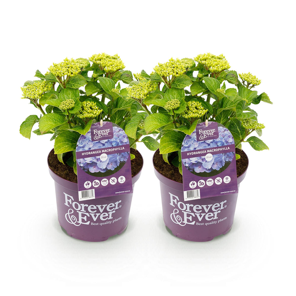 Hydrangea 'Forever & Ever' (hortensia) – blauw – 2 planten, Ø23 cm, 55 cm hoog