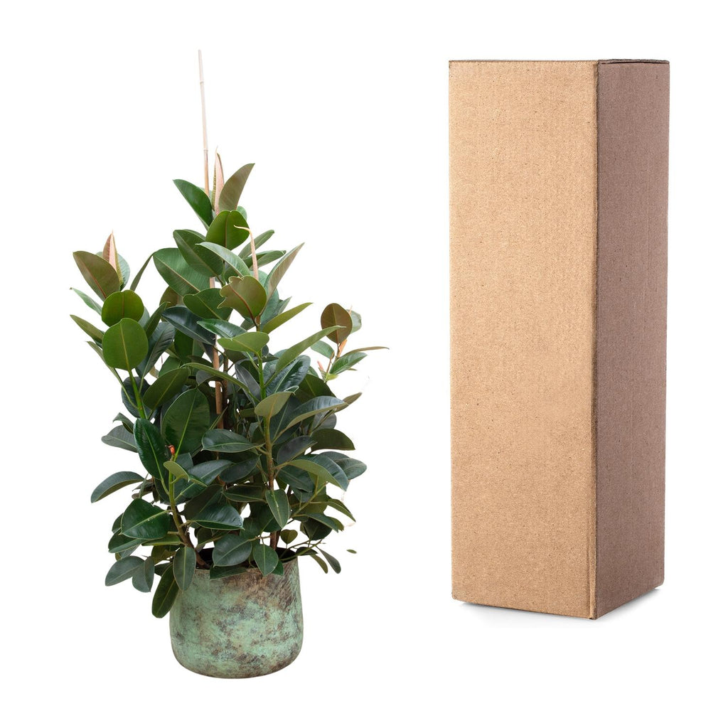 Ficus Robusta verzweigt – Ø 38 cm, 150 cm hoch
