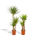 Dracaena (dragehir) – Ø21 cm – yucca