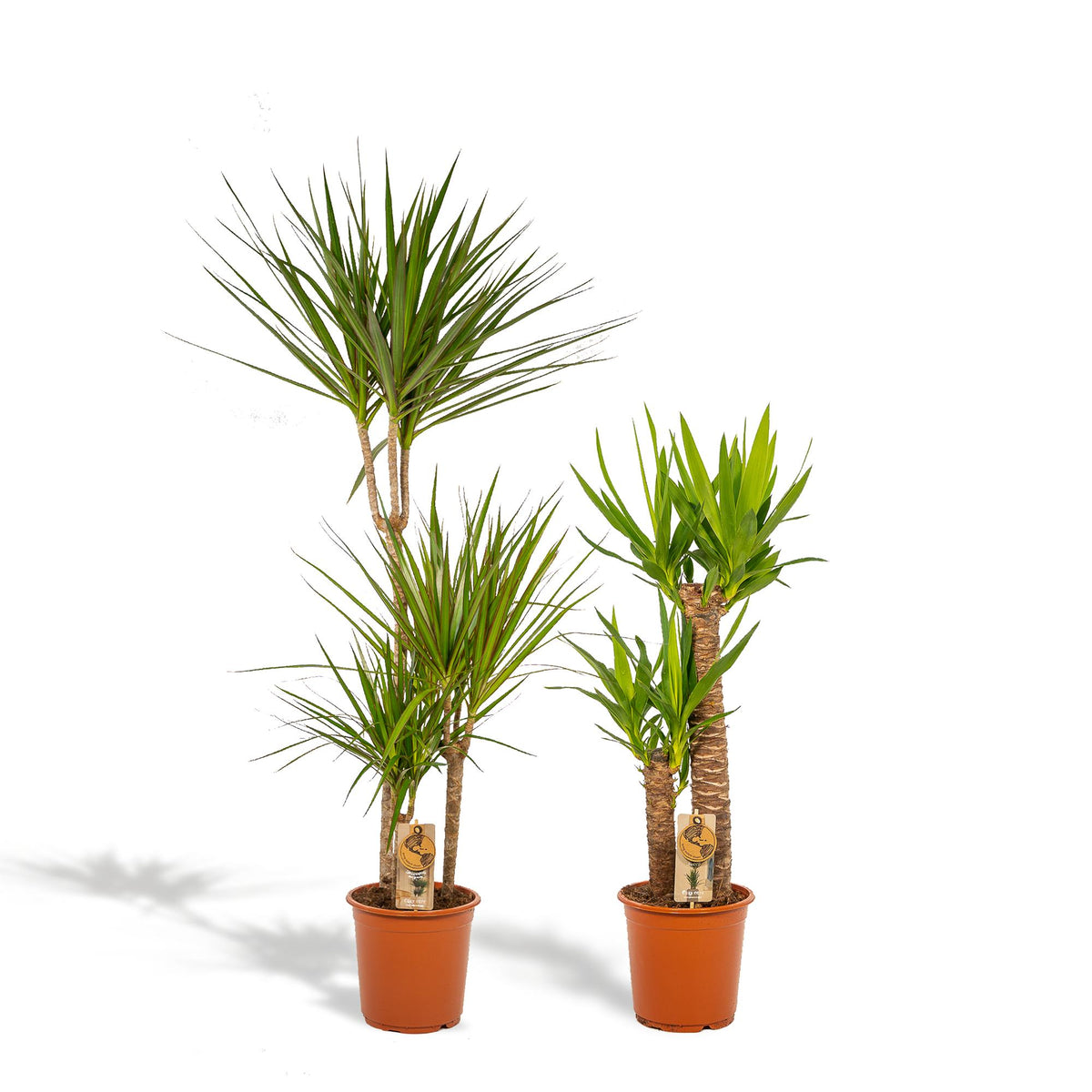 Dracaena (Drachenbaum) – Ø 21 cm – Yucca