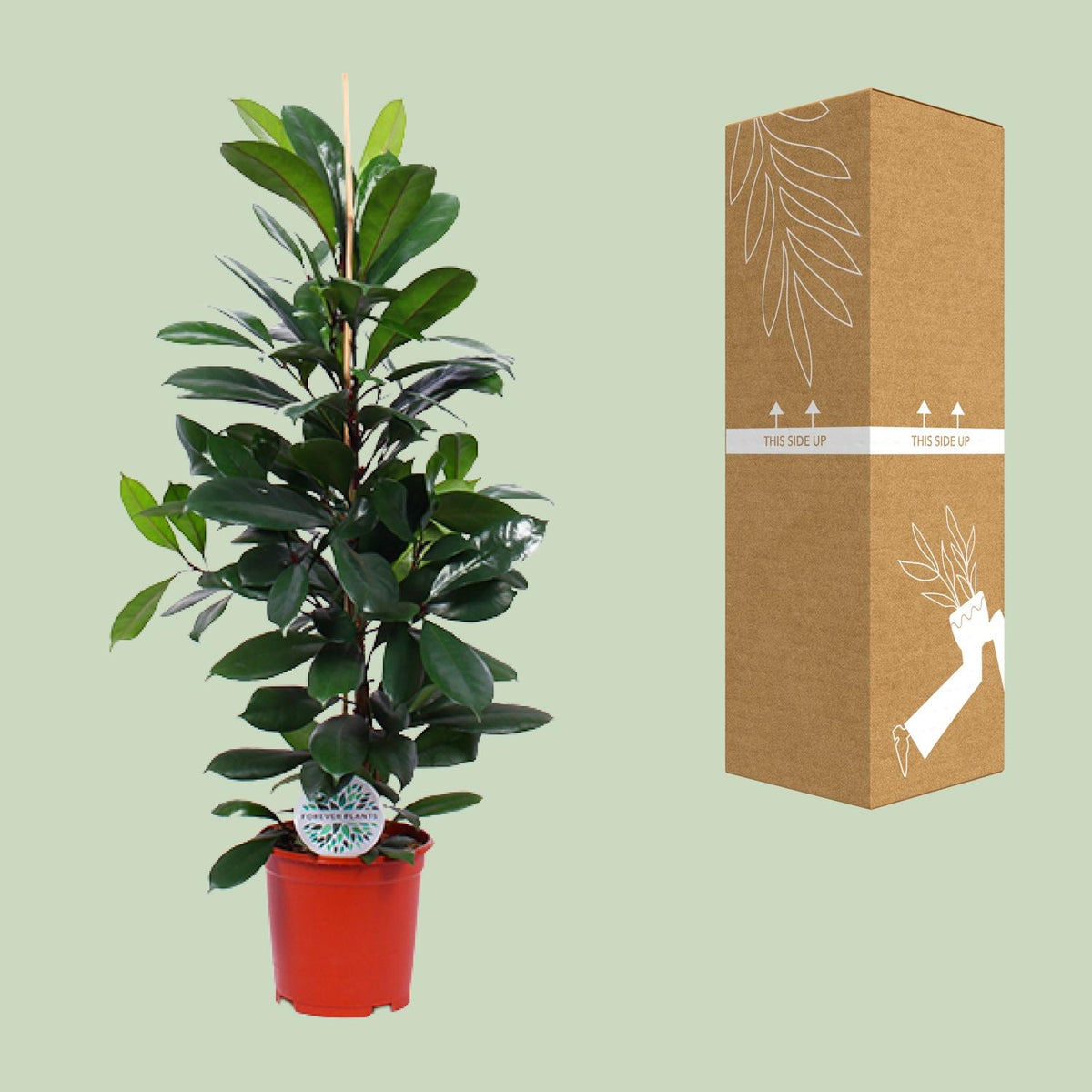 Ficus Cyathistipula – Ø21 cm, 105 cm høj