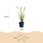 Pennisetum alop. 'Hameln' (fountain grass) – 6 plants, Ø11 cm, 15–25 cm high