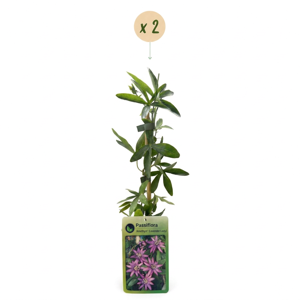 Passiflora 'Lavendel Dame' (passiebloem) – paars – 2 planten, Ø9 cm, 35 cm hoog