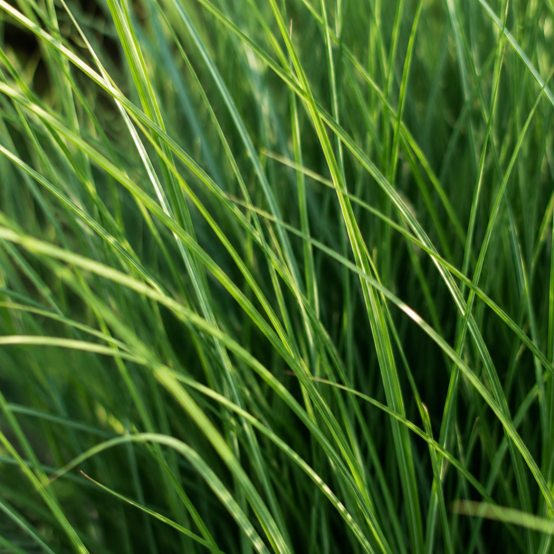 Panicum virgatum 'Northwind' (herbe à doigt) – 3 plants, Ø12 cm – photo 3