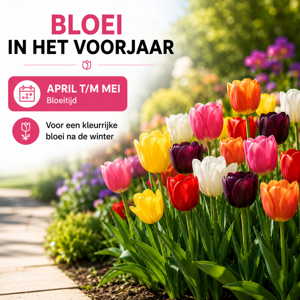 Tulpenmix – 200 Blumenzwiebeln (Zwiebelgröße 11/12)