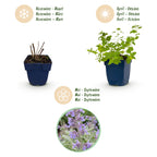 Nepeta faassenii (menthe-des-chats) – violet – 12 plantes, Ø11 cm, 15–25 cm de haut