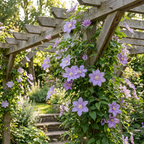 Clematis 'Justa' (bosrank) – blauw – Ø9 cm, 35 cm hoog