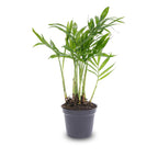 Chamaedorea elegans 'baby' (palmier de montagne) – Ø6 cm