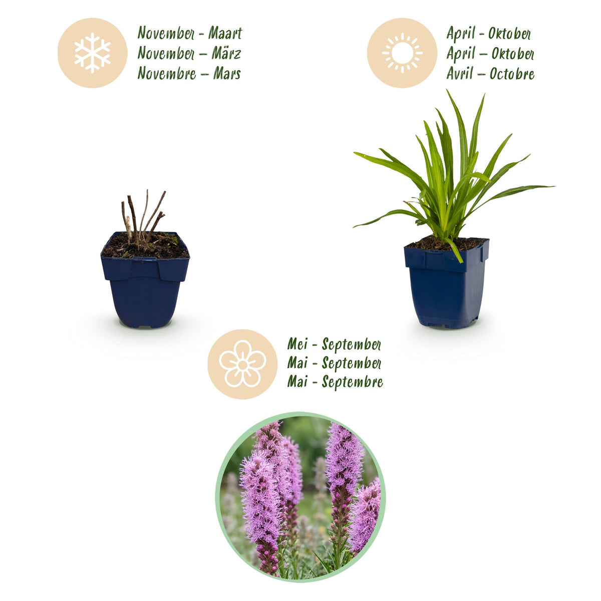 Liatris spicata (liatris) – violet – 6 plantes, Ø11 cm, 15–25 cm de haut – photo 4