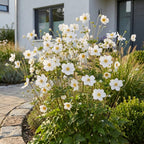 Anemone hybr. 'Hon. Jobert' (Herbstanemone) – weiß – 6 Pflanzen, Ø 11 cm, 15–25 cm hoch
