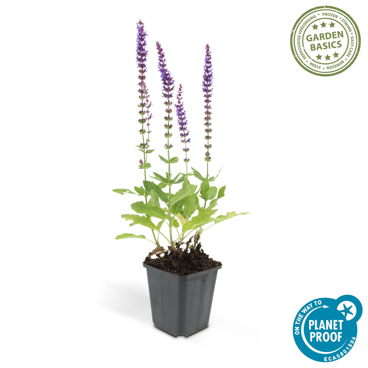 Salvia nemorosa 'Ostfriesland' (Salbei) – 48 Pflanzen, Ø 9 cm, 10–25 cm hoch – Bild 4