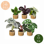 6× Baby Plants Jungle Mix incl. Linnea Honey – Ø6 cm, 10–15 cm tall