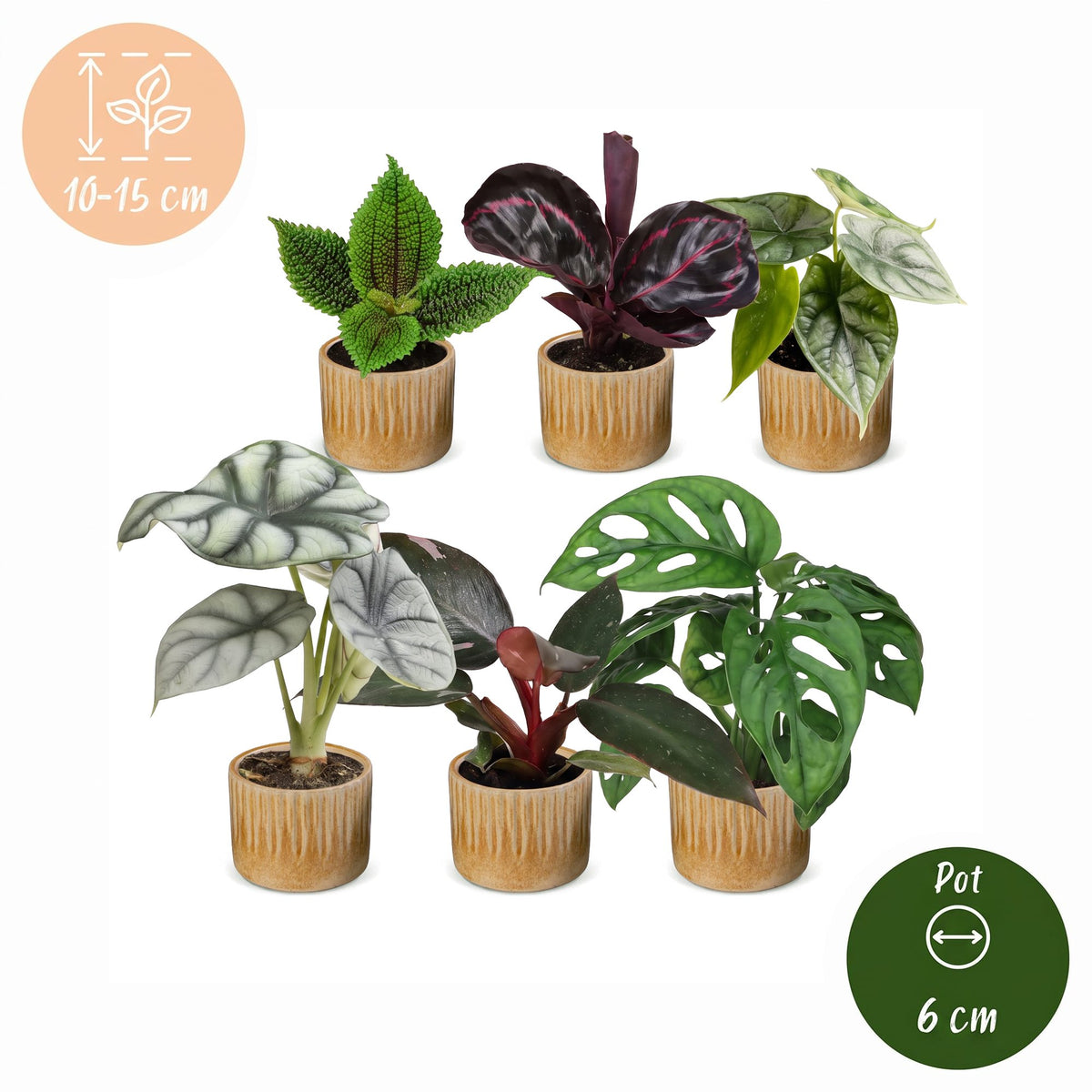6× jeunes plantes Jungle Mix incl. Linnea Honey – Ø6 cm, 10–15 cm de haut – photo 5