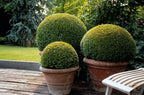 Buxus sempervirens – 12 plants, Ø9 cm, 10–25 cm high