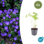 Geranium 'Johnson’s Blue' (cranesbill) – 6 plants, Ø9 cm, 10–25 cm tall