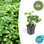 Pachysandra term. 'Green Carpet' (shade plant) – 6 plants, Ø9 cm, 10–25 cm high