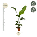 2× Strelitzia nicolai (witte paradijsvogelbloem) – Ø17 cm, 100 cm hoog
