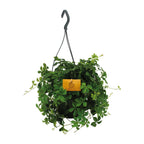 Parthenocissus striata Hængeplante – Ø15 cm, 15 cm høj