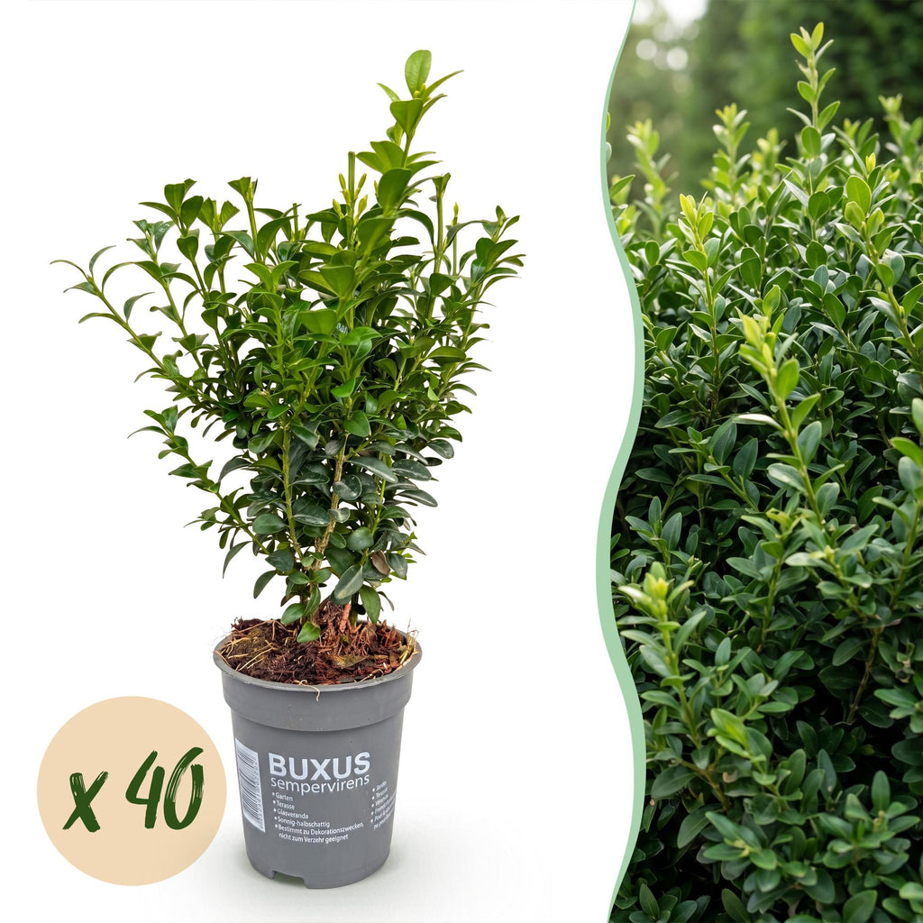 Buxus sempervirens (buis) – 40 plants, Ø9 cm, 20–25 cm de haut