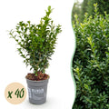Buxus sempervirens (buis) – 40 plants, Ø9 cm, 20–25 cm de haut
