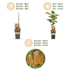 Actinidia deliciosa 'Ken,s Red' (kiwi) – 2 plantor, Ø15 cm, 50 cm höga